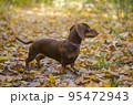 dog breed dachshund mini coffee color for a walk in the autumn park 95472943