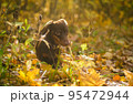dog breed dachshund mini coffee color for a walk in the autumn park 95472944