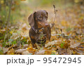 dog breed dachshund mini coffee color for a walk in the autumn park 95472945