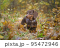 dog breed dachshund mini coffee color for a walk in the autumn park 95472946