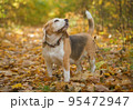 Beagle dog on a walk in the autumn Park 95472947