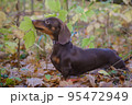 dog breed dachshund mini coffee color for a walk in the autumn park 95472949