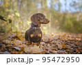 dog breed dachshund mini coffee color for a walk in the autumn park 95472950