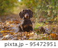 dog breed dachshund mini coffee color for a walk in the autumn park 95472951