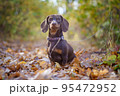 dog breed dachshund mini coffee color for a walk in the autumn park 95472952