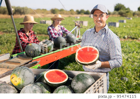 Portrait of positive male farmer with watermelon in his hands against the background of conveyor for harvesting watermelons in field Portrait of positive male farmer with watermelon in his hands against the background of conveyor for harvesting watermelons in field 95474115