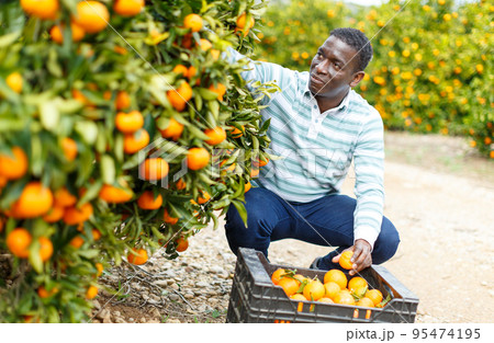 Afro male worker picking mandarins 95474195