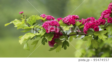 Spring flowering trees in the park. Raspberry hawthorn blooms in the garden in spring. 95474557