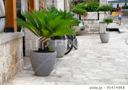 Palm trees in gray containers. Pots with large green palm trees stands at entrance to a private cafe. Design of exterior of building. Cycas revoluta. Palm trees in gray containers. Pots with large green palm trees stands at entrance to a private cafe. Design of exterior of building. Cycas revoluta. 95474968