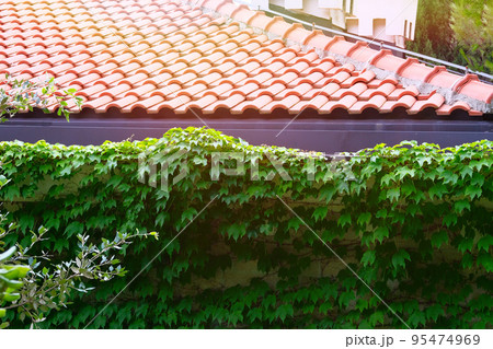 Parthenocissus plants. Climbing plants in Landscape Design. Green leaves of the wild grapes on brick fence near house. Sunny summer day. Parthenocissus plants. Climbing plants in Landscape Design. Green leaves of the wild grapes on brick fence near house. Sunny summer day. 95474969