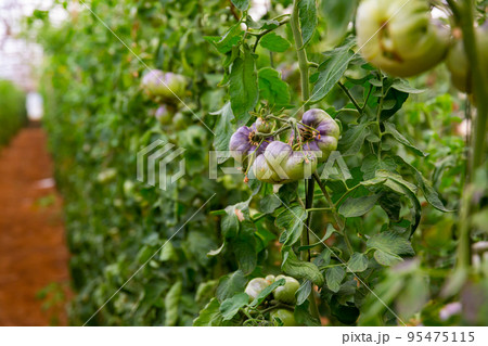 Rows of harvest of ripe blue tomatoes in greenhouse Rows of harvest of ripe blue tomatoes in greenhouse 95475115