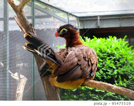 Colored bird nocturnal curassow Nothocrax urumutum sitting on a branch in a zoo close-up, Cracidae, Berlin zoo 95475519