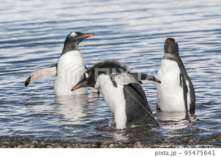 Gentoo Penguin, Neko harbour,Antartica 95475641
