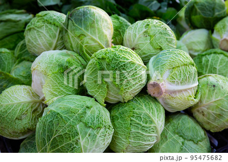 Fresh organic salad and cabbage in greengrocery shop Fresh organic salad and cabbage in greengrocery shop 95475682