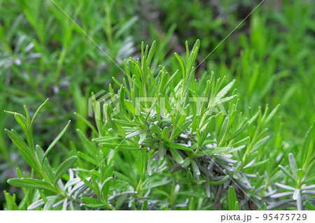 Rosemary Herb grow outdoor. Green aromatic rosemary leaves. Natural healthy spice, cooking. Ingredients for food. 95475729