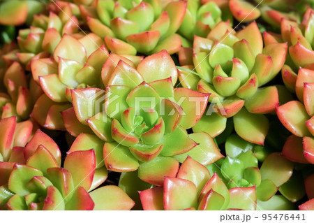 Close up view on beautiful succulent. Many beautiful succulent plants as background, top view. Nature Banner design. Close up view on beautiful succulent. Many beautiful succulent plants as background, top view. Nature Banner design. 95476441