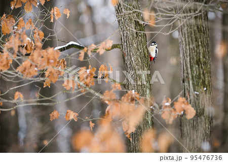 Great spotted woodpecker climbing on tree in autumn 95476736