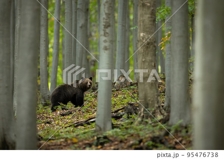 Brown bear walking beech forest in summertime nature Brown bear walking beech forest in summertime nature 95476738