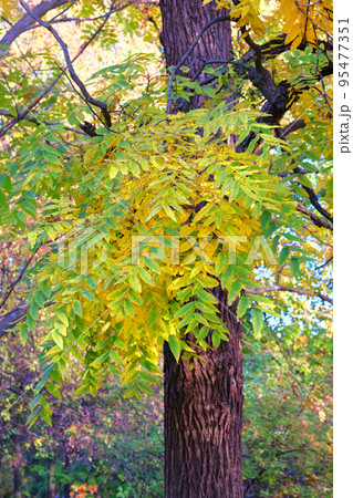 Autumn forest landscape in a sunny day. Yellow autumn leaves on tree. Park in city. Warm weather. Autumn forest landscape in a sunny day. Yellow autumn leaves on tree. Park in city. Warm weather. 95477351