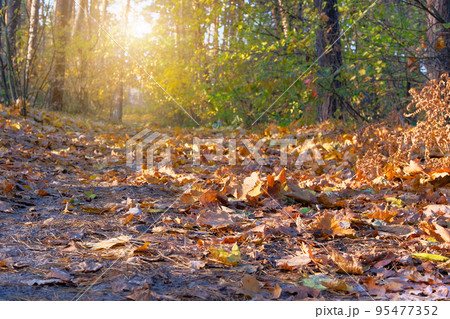 Autumn forest landscape on a sunny day with maple leaves background. Orange and yellow autumn leaves background. Sunlight in landscape. Autumn forest landscape on a sunny day with maple leaves background. Orange and yellow autumn leaves background. Sunlight in landscape. 95477352