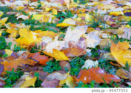 Autumn leaves in grass. Park in city. Maple, yellow foliage. Colorful foliage. Sunlight. 95477353