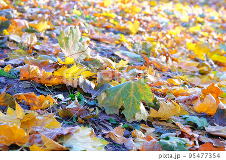 Autumn leaves in grass. Park in city. Maple, yellow foliage. Sunlight. Autumn leaves in grass. Park in city. Maple, yellow foliage. Sunlight. 95477354