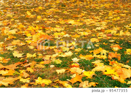 Autumn leaves in green grass. Park in city. Maple, yellow foliage. Sunlight. 95477355