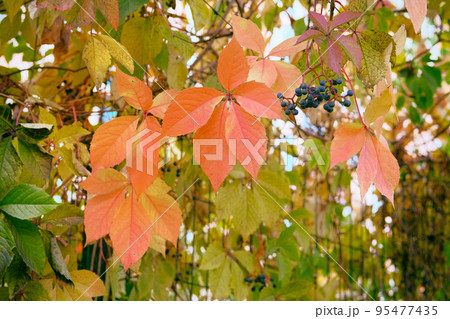 Autumn leaves of wild climbing grapes on city fence. Fallen bright leaves on city park. Autumn landscape. Autumn leaves of wild climbing grapes on city fence. Fallen bright leaves on city park. Autumn landscape. 95477435