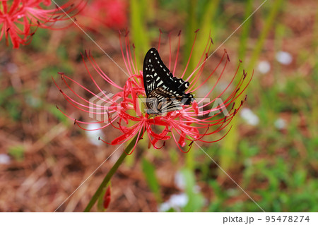 彼岸花　アゲハチョウ 95478274