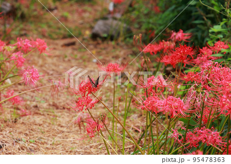アゲハチョウ アゲハチョウ 95478363