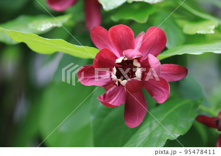 黒花 蝋梅 黒花 蝋梅 95478411