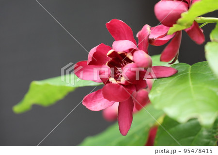 黒花 蝋梅 黒花 蝋梅 95478415