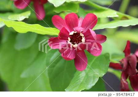 黒花 蝋梅 黒花 蝋梅 95478417