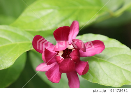 黒花 蝋梅 黒花 蝋梅 95478431