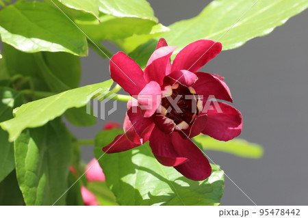 黒花 蝋梅 黒花 蝋梅 95478442
