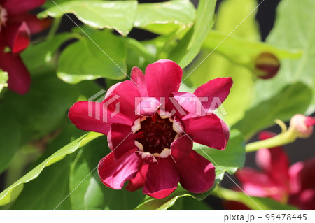黒花 蝋梅 黒花 蝋梅 95478445