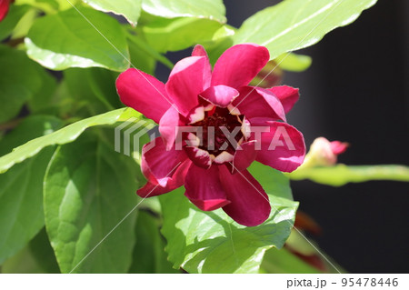 黒花 蝋梅 黒花 蝋梅 95478446