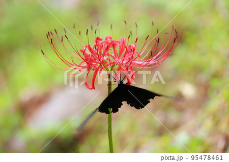 黒揚羽蝶 マクロ撮影 黒揚羽蝶 マクロ撮影 95478461