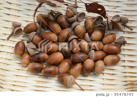 ドングリ 秋の風景 95478745