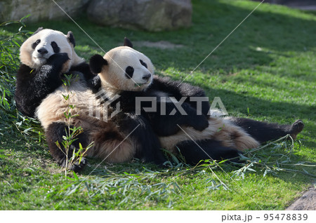 仲良し姉妹の桜浜・桃浜 仲良し姉妹の桜浜・桃浜 95478839