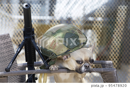 French bulldog breed dog lies in the shade next to the airsoft machine gun covered with a helmet and looking at the camera. Sunny day and hard shadows on the bench. French bulldog breed dog lies in the shade next to the airsoft machine gun covered with a helmet and looking at the camera. Sunny day and hard shadows on the bench. 95478920