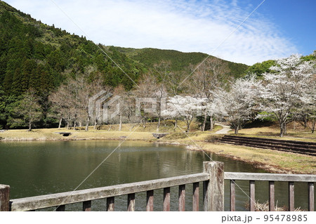 桜が開花した十曽池の風景 95478985