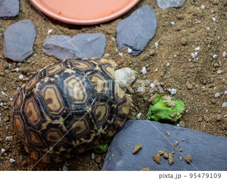 A cute baby leopard tortoise going for a walk A cute baby leopard tortoise going for a walk 95479109