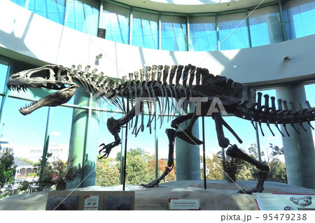 dinosaur skeleton dinosaur skeleton 95479238