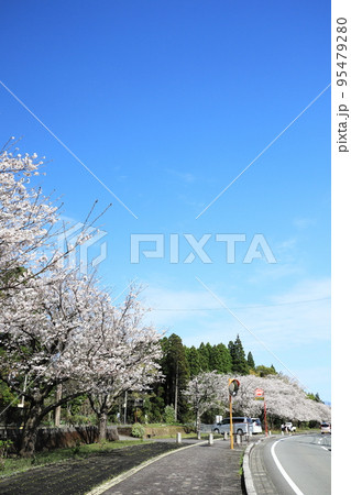 鹿児島県道210号線沿いの春の道 95479280