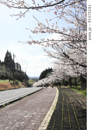 道路の道沿いに咲き誇る桜の道 道路の道沿いに咲き誇る桜の道 95479281