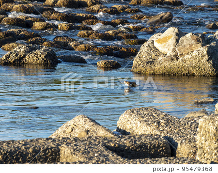 川の中で餌を探すイソシギ 川の中で餌を探すイソシギ 95479368