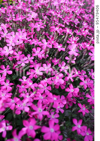 満開に咲いたシレネの花 満開に咲いたシレネの花 95479406