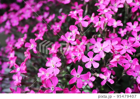 春に咲く可愛いシレネの花 春に咲く可愛いシレネの花 95479407