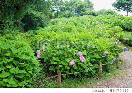 アジサイの花 アジサイの花 95479412